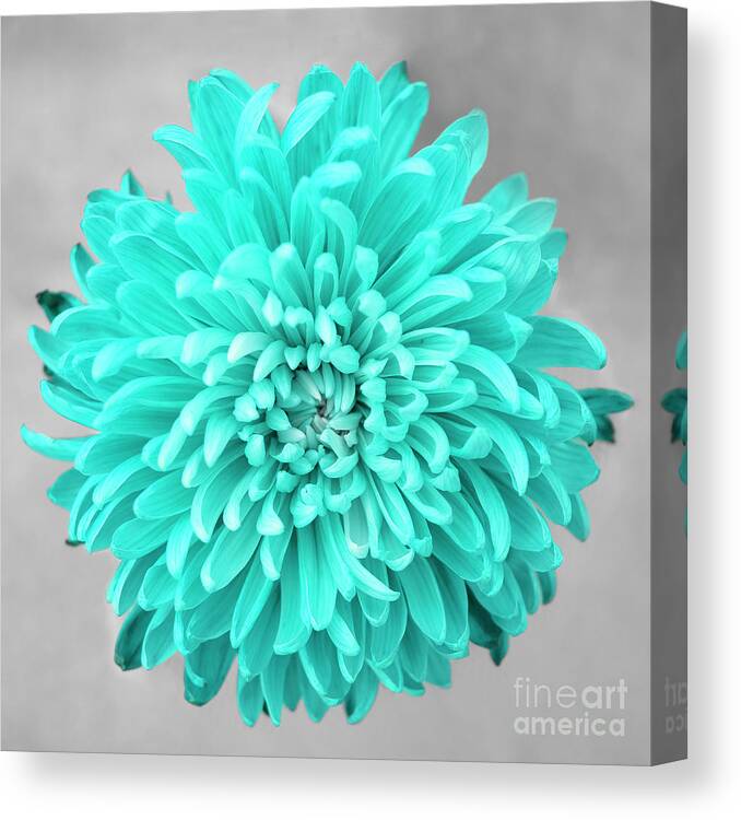 Floral Canvas Print featuring the photograph Chrysanthemum Flower Joy-Turquoise by Renee Spade Photography