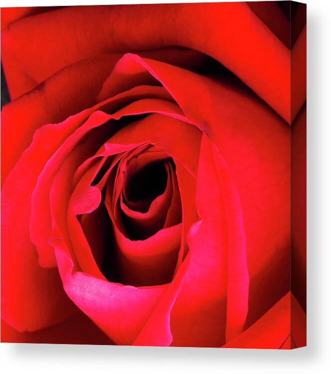 Rose Canvas Print featuring the photograph Chrysler Imperial by Joe Schofield
