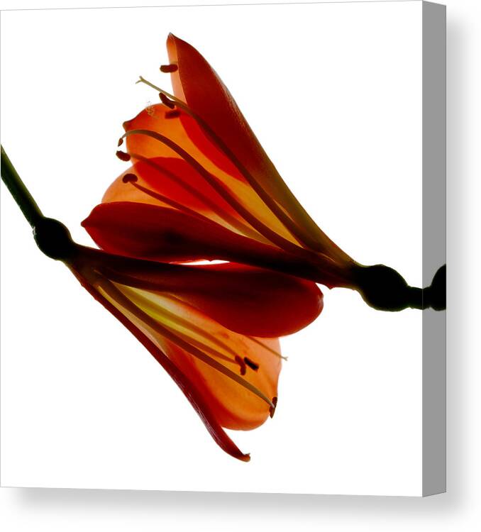 Clivia Canvas Print featuring the photograph Clivia Crossing by Marsha Tudor