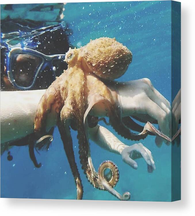 Underwater Canvas Print featuring the photograph Close-Up Of Person Holding Octopus In Sea by Sergey Klebanov / EyeEm