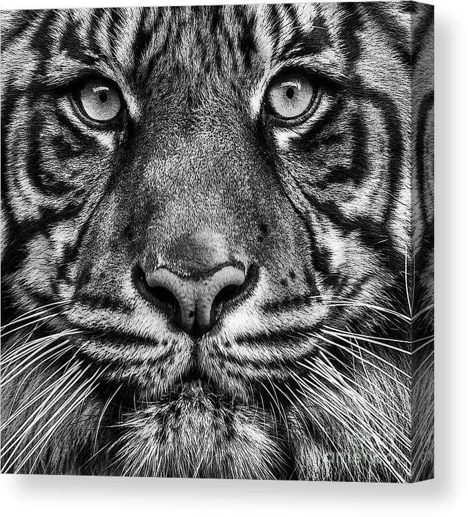 Tiger Canvas Print featuring the photograph Close up Tiger Portrait by Sonya Lang