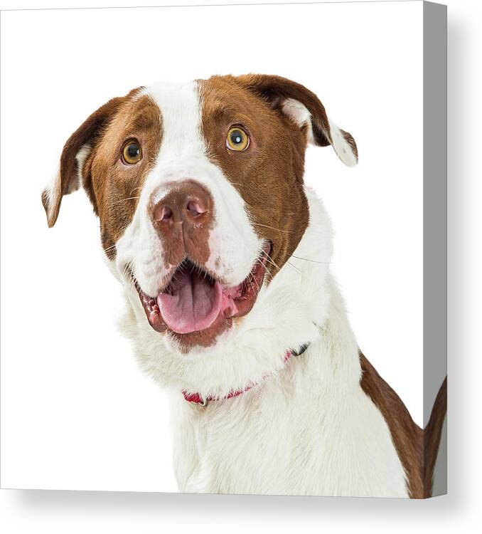 Terrier Canvas Print featuring the photograph Closeup Happy Large Brown and White Dog by Good Focused