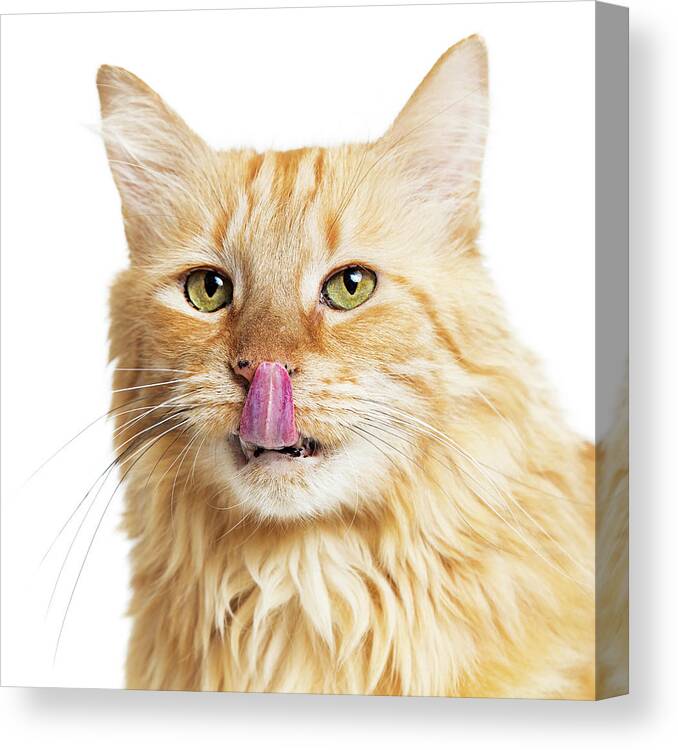 Animal Canvas Print featuring the photograph Closeup Orange Hungry Cat Over White by Good Focused