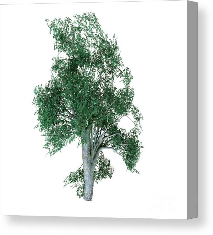 Coast Grey Box Tree Canvas Print featuring the digital art Coast Grey Box Tree by Corey Ford