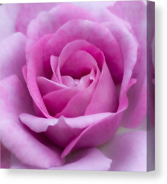 Rose Canvas Print featuring the photograph Color me Rose by Linda Bonaccorsi