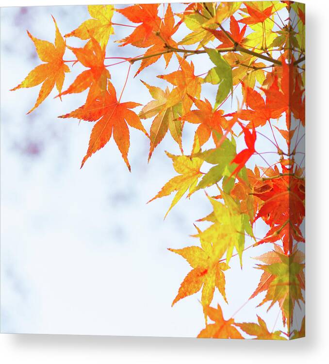 Acer Canvas Print featuring the photograph Colorful maple leaves on branch, square crop by Viktor Wallon-Hars