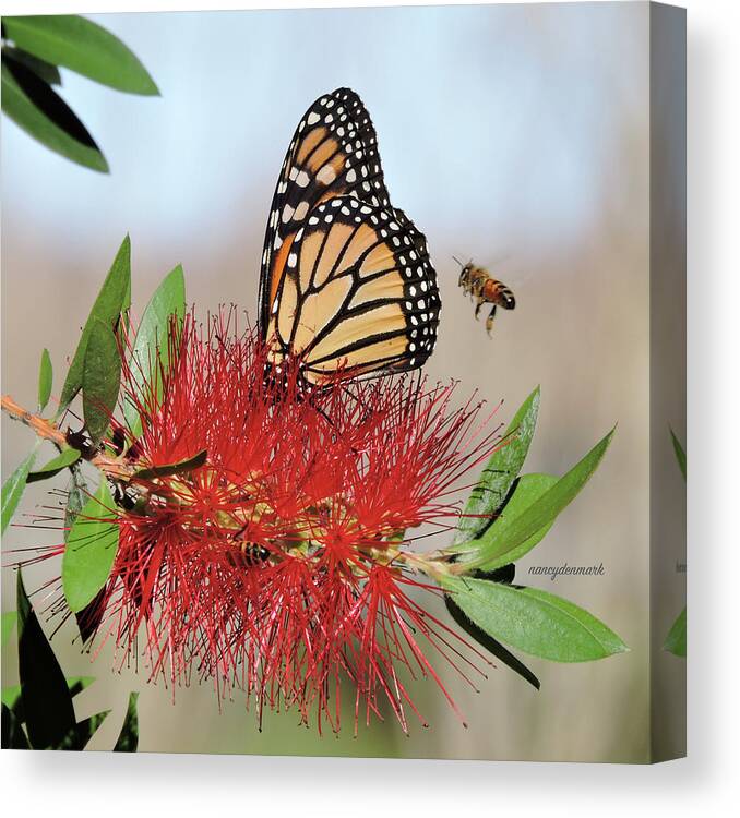 Monarch Canvas Print featuring the photograph Coming In For A Landing by Nancy Denmark