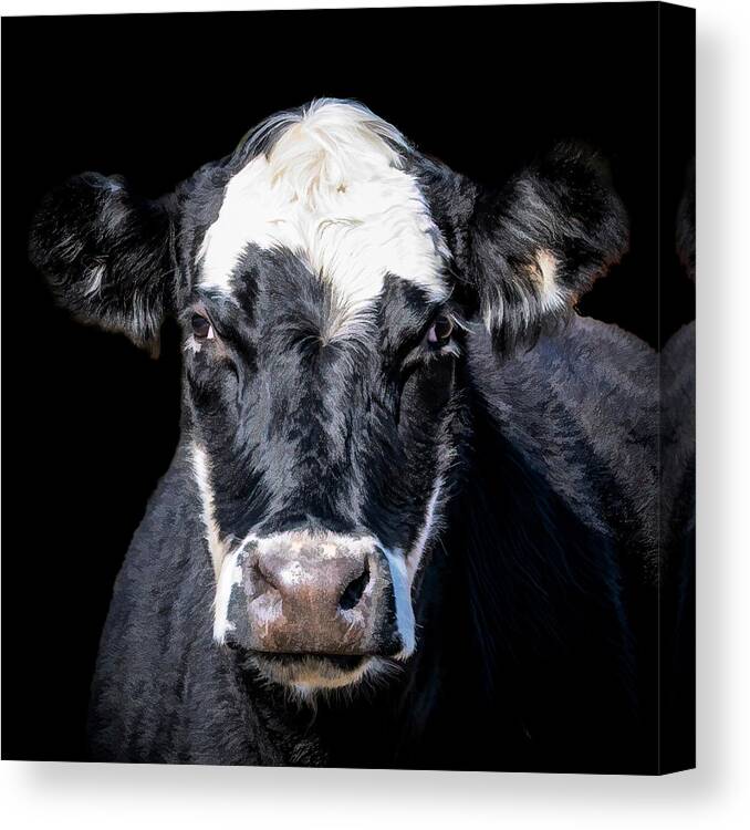 Cow Canvas Print featuring the photograph Cookie the Cow by Cheri Freeman