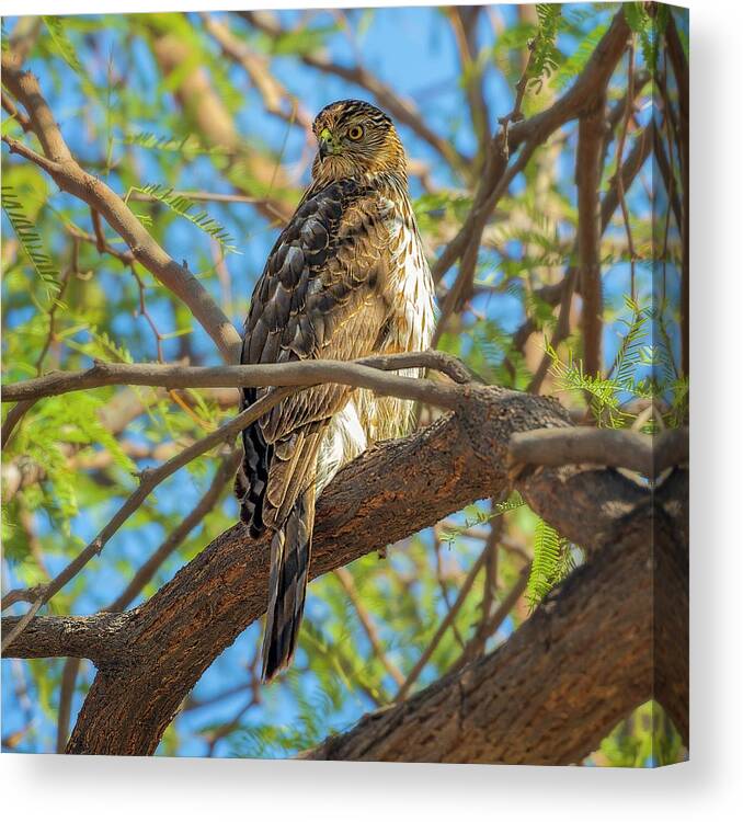 Cooper's Canvas Print featuring the photograph Cooper's Hawk 24280 by Mark Myhaver