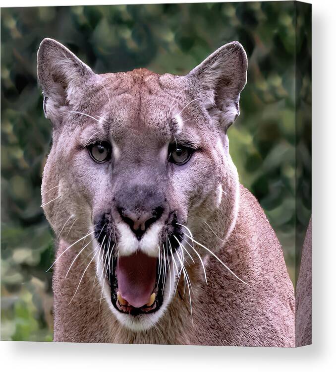 Animal Canvas Print featuring the photograph Cougar Portrait by Gina Fitzhugh