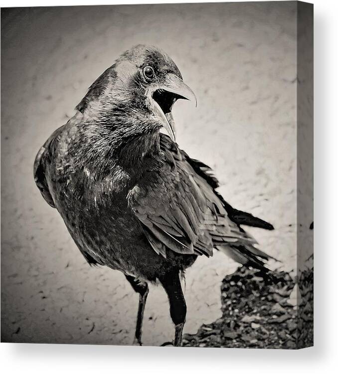 Crow Bird Black White Canvas Print featuring the photograph Crow by John Linnemeyer
