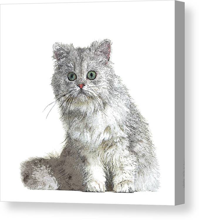 Grey Canvas Print featuring the painting Cute and Cool, Grey British Longhair Cat by Custom Pet Portrait Art Studio