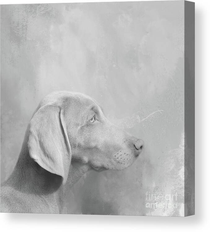 Weimaraner Canvas Print featuring the photograph Cute Weimaraner Dog BW by Elisabeth Lucas
