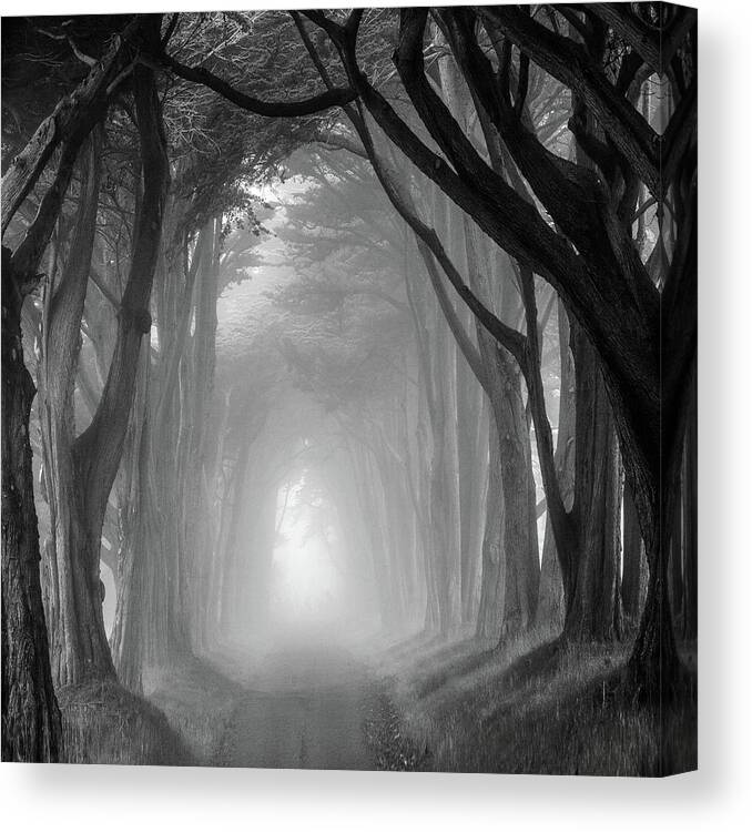 Cypress Tree Tunnel Canvas Print featuring the photograph Cypress tree tunnel, Point Reyes by Donald Kinney