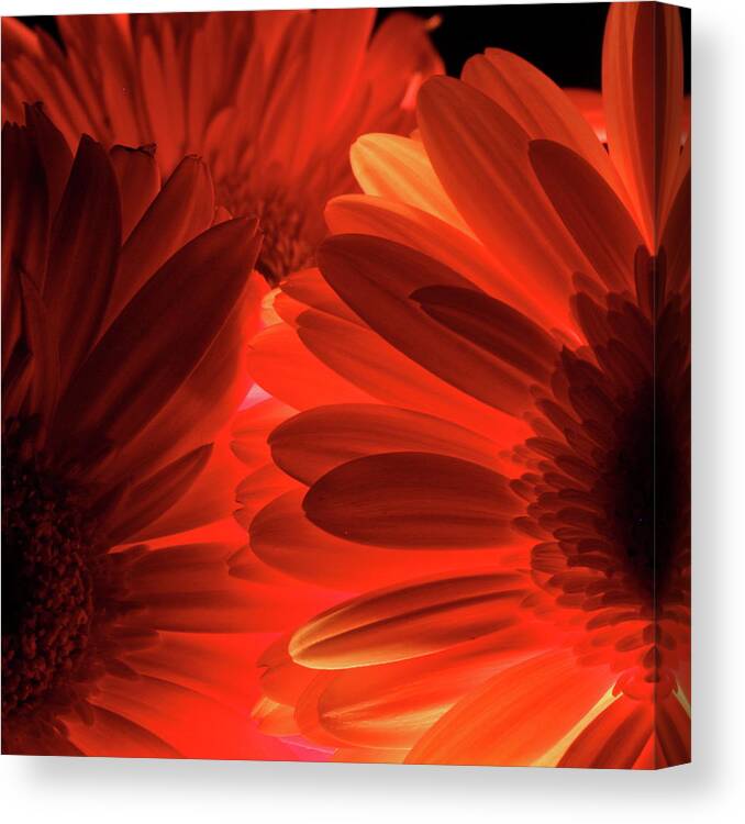 Macro Canvas Print featuring the photograph Daisy 9396 by Julie Powell