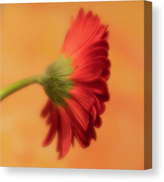 Gerber Daisy Canvas Print featuring the photograph Daisy In Repose by Forest Floor Photography