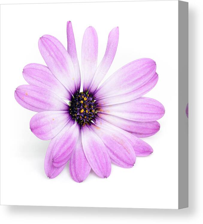 Flower Canvas Print featuring the photograph Daisybush Osteospermum barberiae flowerhead by Viktor Wallon-Hars