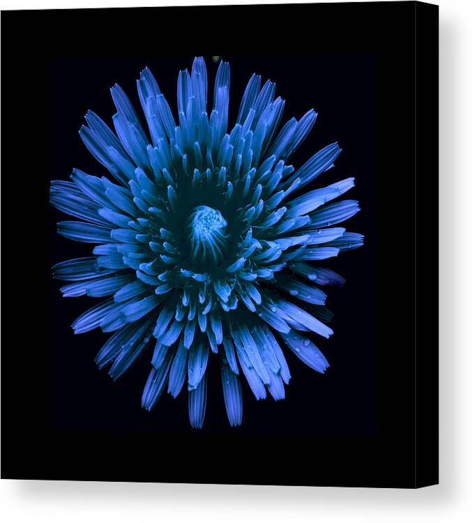 Art Canvas Print featuring the photograph Dandelion Blue by Joan Han