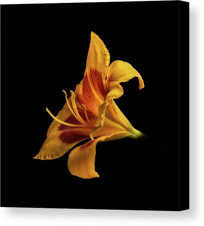 Hemerocallis Fulva Canvas Print featuring the photograph Daylily at Night by Kevin Suttlehan