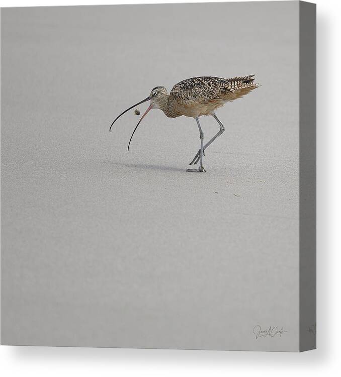 Animals Canvas Print featuring the photograph Death of a Sand Crab by James Covello
