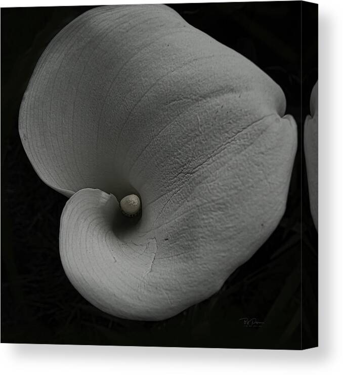 Fineart Canvas Print featuring the photograph Deep study in form Lily by Bill Posner