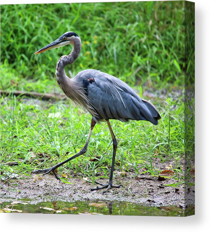 Blue Heron Canvas Print featuring the photograph Doing The Heron Hustle by Scott Burd