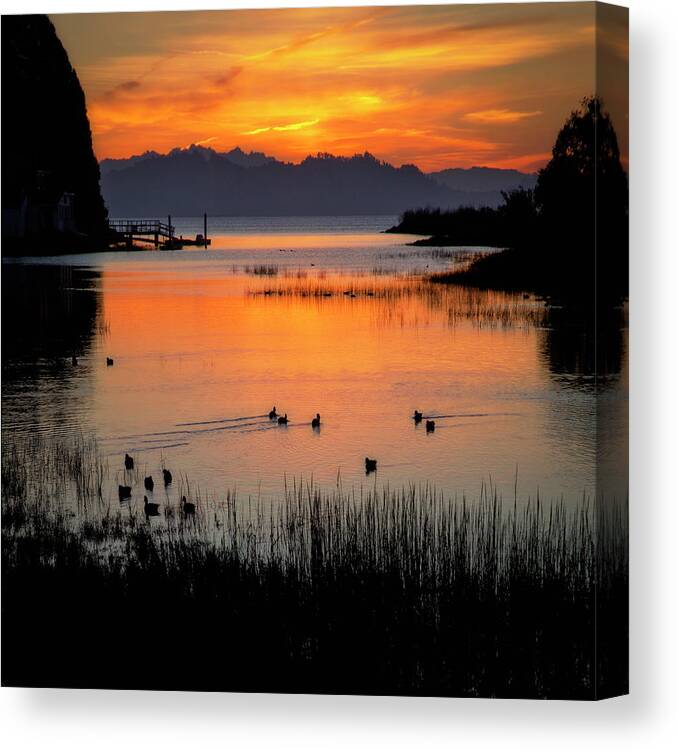 Ducks Canvas Print featuring the photograph Ducks at sunrise, San Pablo Bay by Donald Kinney