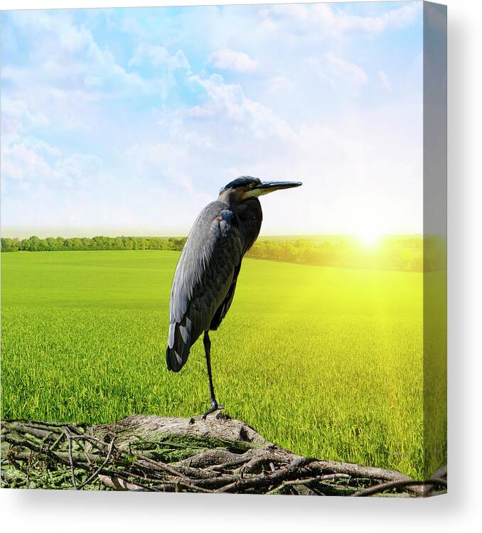 Great Blue Heron Canvas Print featuring the photograph Early Bird by George Pennington