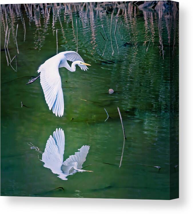 Kyoto Canvas Print featuring the photograph Eastern Great Egret Kyoto Japan by Joan Carroll