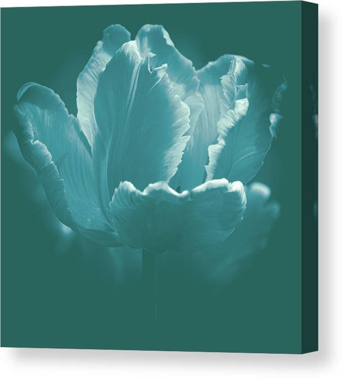 Art Canvas Print featuring the photograph Elegant Tulip by Joan Han