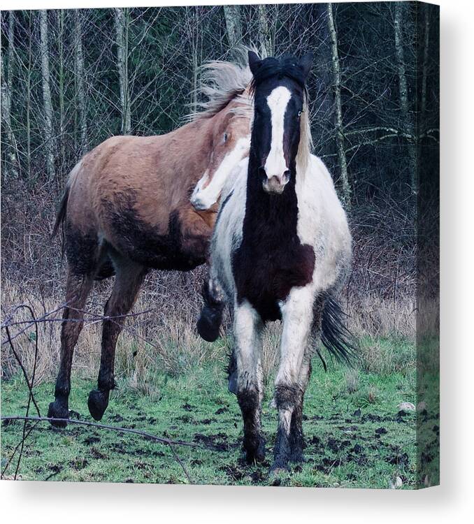 Paint Horse Canvas Print featuring the photograph Energy by Listen To Your Horse