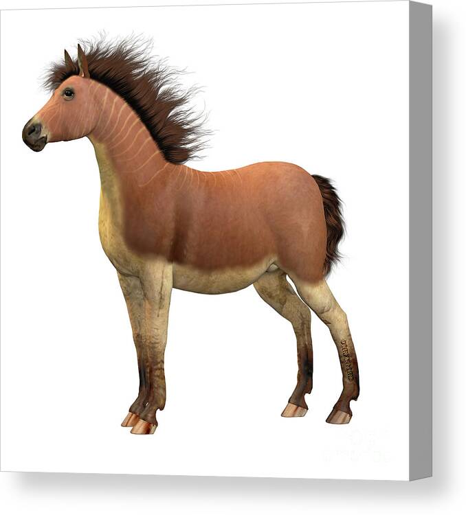 Equus Scotti Canvas Print featuring the digital art Equus Scotti Horse by Corey Ford