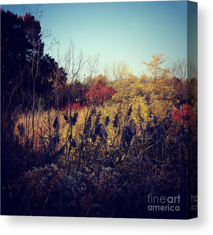 Nature Canvas Print featuring the photograph Fall Colors In The Prairie by Frank J Casella