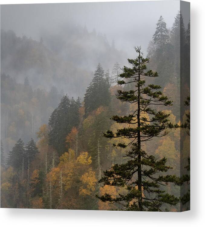 Great Smoky Mountains National Park Canvas Print featuring the photograph Fall in the Smoky Mountains by Forest Floor Photography
