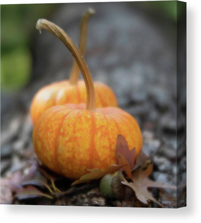 Pumpkins Canvas Print featuring the photograph Fall Pumpkins Posing by Forest Floor Photography