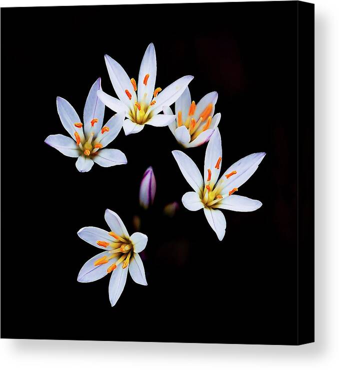 Bloom Canvas Print featuring the photograph False Garlic Blooms by Jerry Connally