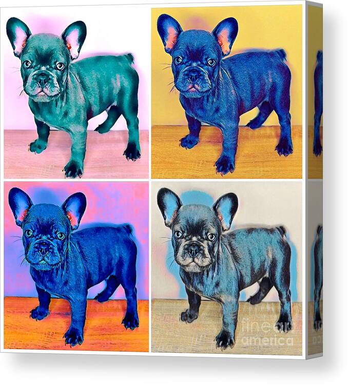 Blue French Bulldog. Frenchie. Dog. Pet. Animals. Canvas Print featuring the photograph Feeling Bully by Denise Railey
