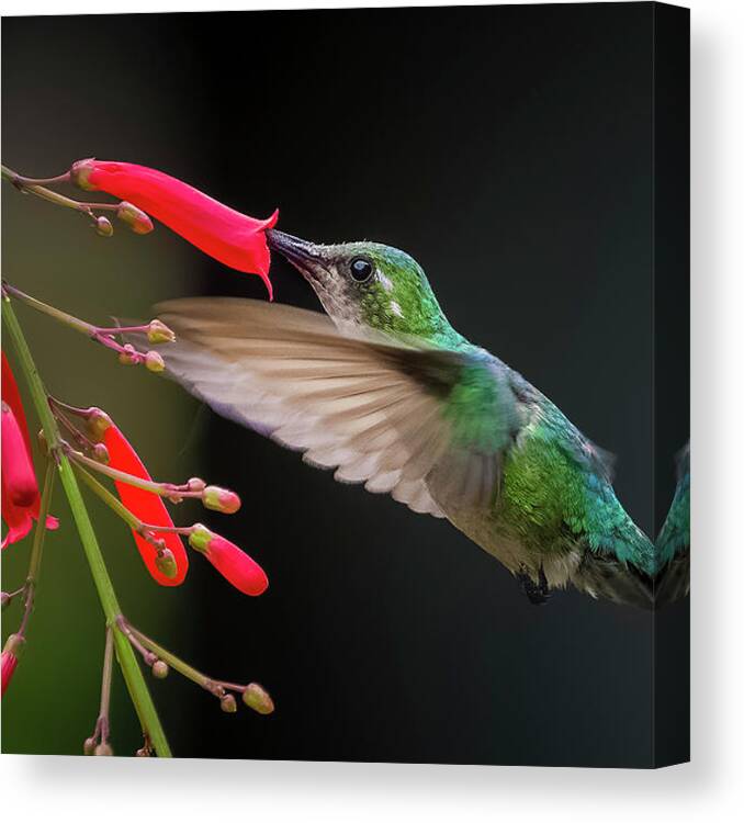 Casanare Canvas Print featuring the photograph Female Blue Tailed Emerald Canaguaros Tauramena Casanare Colombi by Adam Rainoff