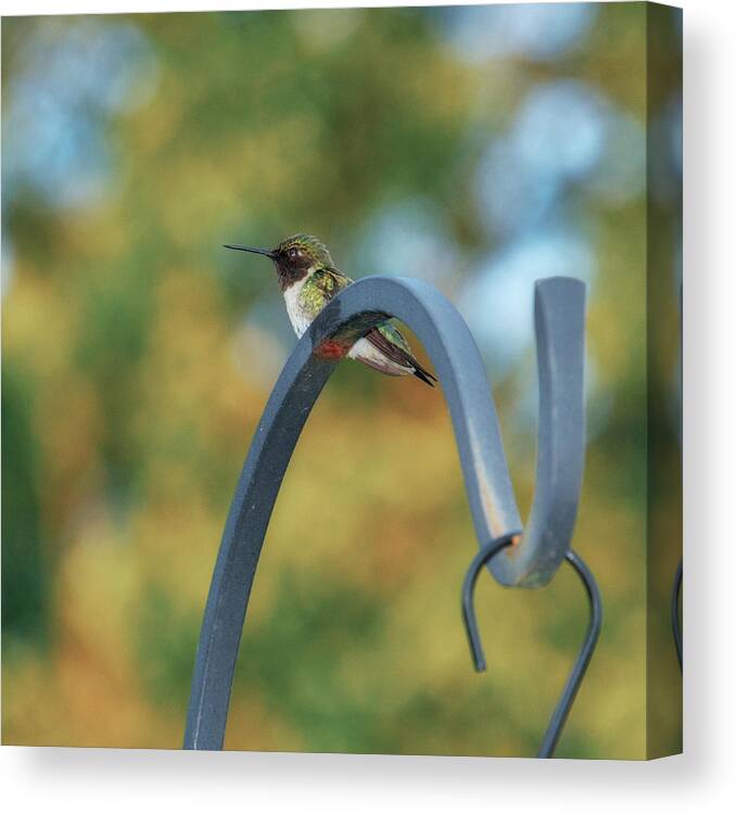 Female Canvas Print featuring the photograph Female Ruby-Throated Hummingbird by Frank Mari