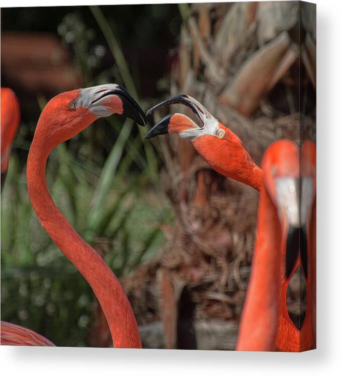 Flamingo Canvas Print featuring the photograph Flamingo Quarrel by Carolyn Hutchins