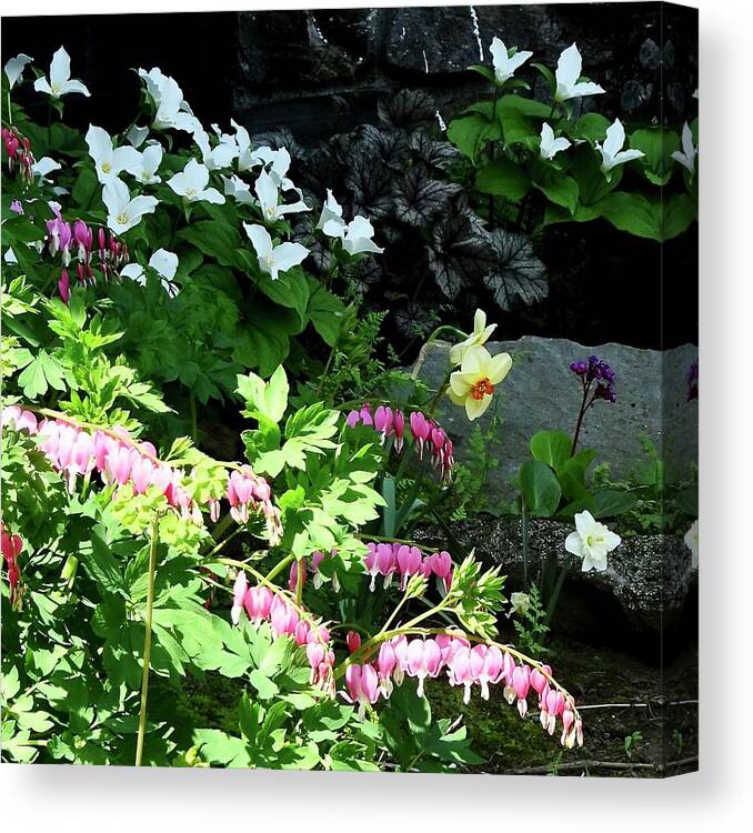 Landscape Canvas Print featuring the photograph Flock Of Trillium by Catherine Arcolio