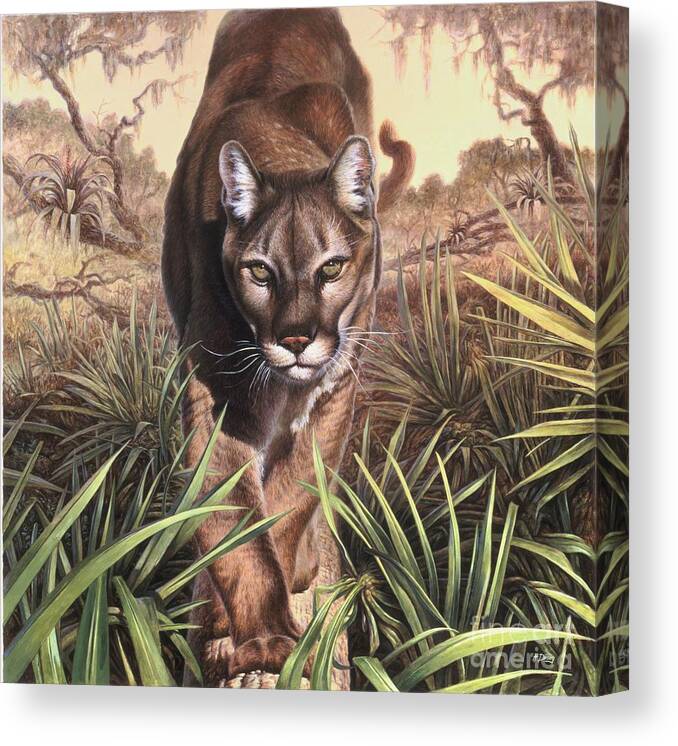 Florida Canvas Print featuring the painting Florida Panther by Hans Droog