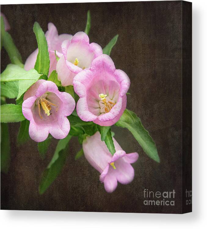 Gardens Canvas Print featuring the photograph Flowing Bells by Marilyn Cornwell