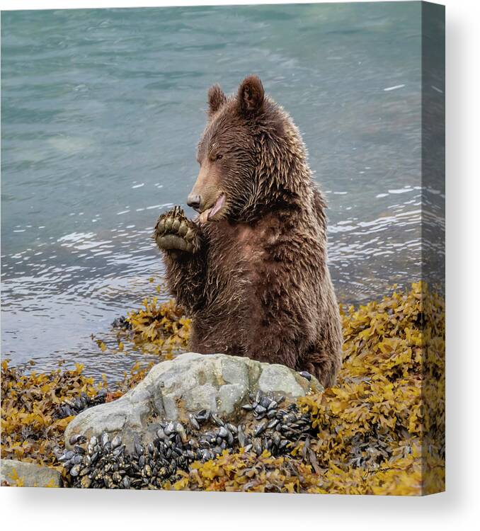 Brown Bear Canvas Print featuring the photograph Foraging Brown Bear by Jurgen Lorenzen