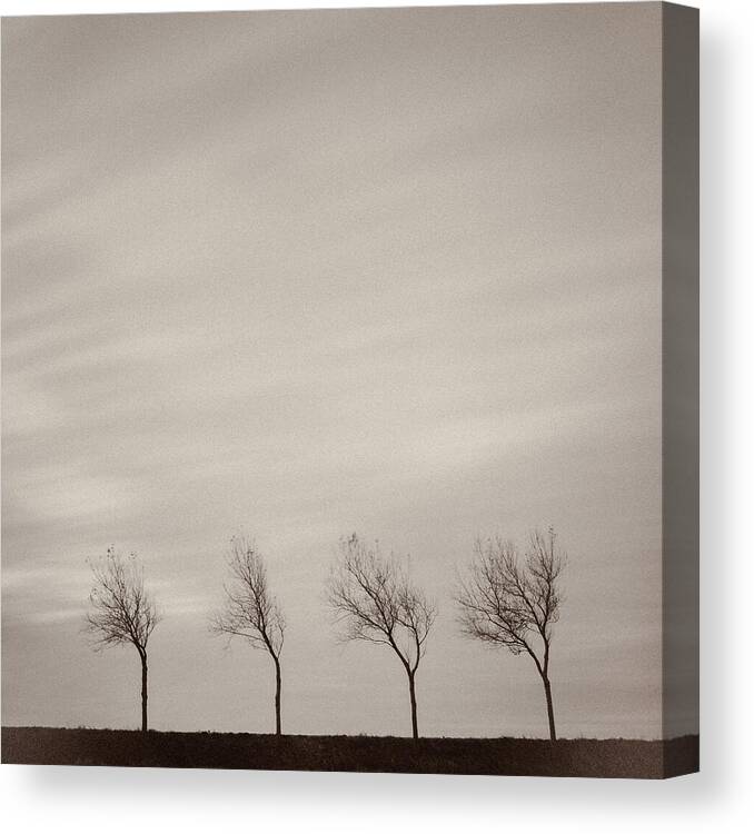 Trees Canvas Print featuring the photograph Four Trees by Dave Bowman