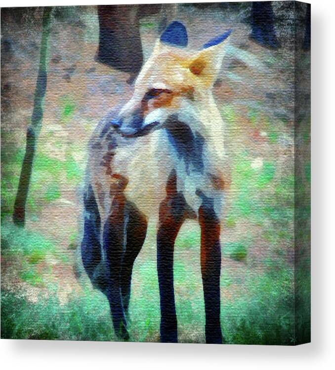 Fox Canvas Print featuring the photograph Fox in Watercolor by Carl Moore