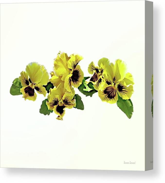 Pansy Canvas Print featuring the photograph Frilly Yellow Pansies by Susan Savad
