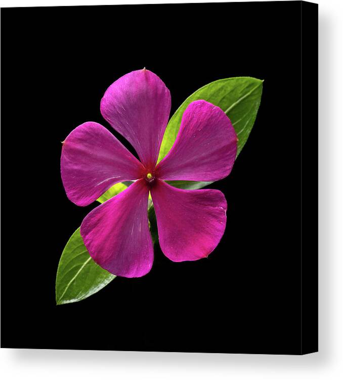 Fuchsia Canvas Print featuring the photograph Fuchsia and Green on Black by Kevin Suttlehan
