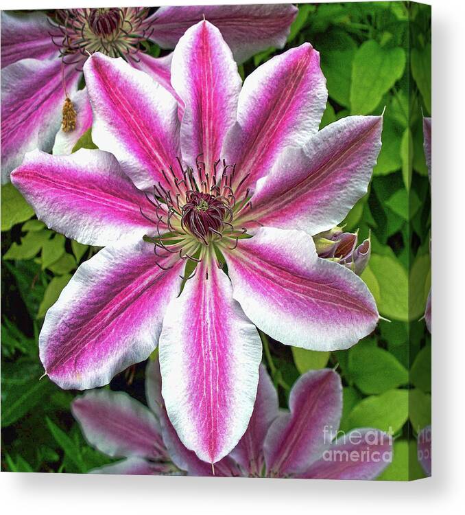 Flower Canvas Print featuring the photograph Full Bloom by Tom Watkins PVminer pixs
