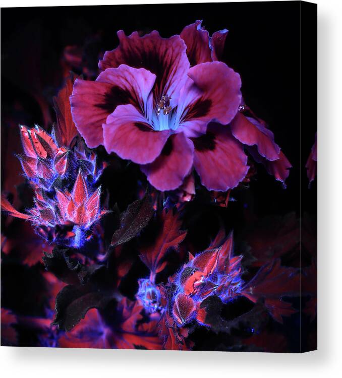Geranium Canvas Print featuring the photograph Geranium 1 UV by Shane Bechler